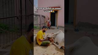 गौ माता के आशीर्वाद का चमतकार END देखो😱🙏cow cows cowvideos youtubeshorts cowstory girl yt [upl. by Idnym]