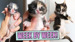 Learn How Baby Kittens Grow 08 Weeks [upl. by Ayeka967]