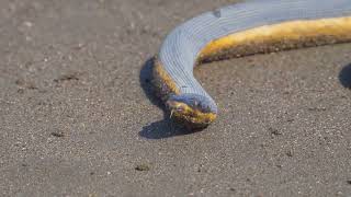 Discover the Belchers Sea Snake [upl. by Thorlie]