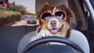 Super Funny Dog Commercial [upl. by Htiel]