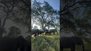 Elephants feeding on Marula fruits [upl. by Adnanref]