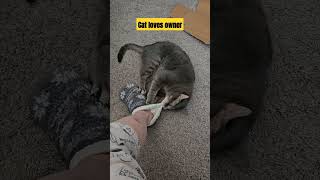 BTS Cat meowing cats cutecat cristo messi kitty baby catshorts catvideos fifa bts kpop [upl. by Lehteb162]