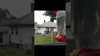 Hummingbirds Feeding August 2024 Illinois [upl. by Sidnac924]