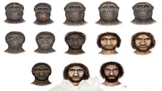 Hominoids Hominids and Hominidae [upl. by Inobe]