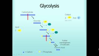 Microbiology Glycolysis Fermentation Respiration [upl. by Ahsinauj]