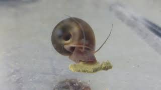 Magnificent Ramshorn Snail Eating [upl. by Tdnarb155]