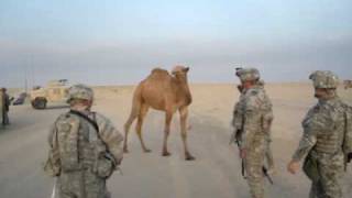 Camel vs Soldiers [upl. by Veneaux]