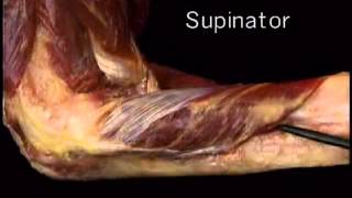 supinator muscle [upl. by Suiratnauq642]