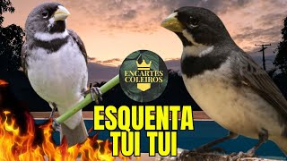 ENCARTE TUI TUI PERFEITO PARA ESQUENTAR COLEIRO TUI TUI E ENSINAR COLEIRO PARDO [upl. by Ayikahs]