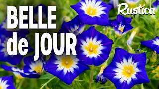 Belle de jour Convolvulus tricolor [upl. by Drofnas]