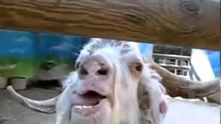 Funny Weird Crazy Goat Compilation [upl. by Inga962]