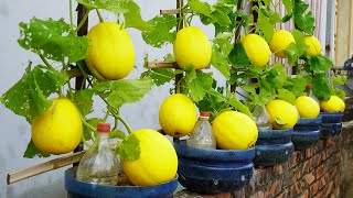 Unlocking cantaloupe Secrets Grow Juicy Fruit in Plastic Containers [upl. by Bak187]