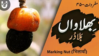 Bhilawan  Baladur Marking Nut  भिलावाँ  بِھلاواں بلادُر [upl. by Nolra]