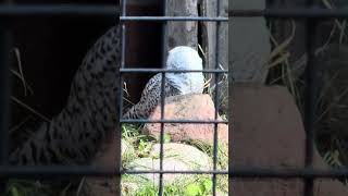 Snowy Owl [upl. by Pulling]