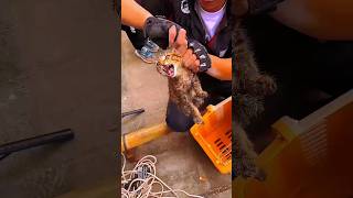 I rescued the kitten from this deep hole sort animals cat kittenrescue [upl. by Wiebmer611]