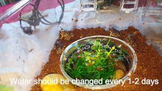 How to set up an Eastern Banjo Frog Vivarium Lymnodynastes dumerilii [upl. by Eniamret]