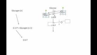 Glycogen ATP outputmp4 [upl. by Lemej]