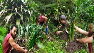 Tupistra nutans plantation Parfekdung thangbu phapat netbu ᰎᰦᰲᰑᰬᰭᰌᰫᰵ ᰋᰤᰦᰵᰓᰫ Organic vigetable Sikkim [upl. by Ilwain]