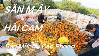 Săn Mây  Hái Cam tại Xóm Mừng và Cao Phong Hòa Bình  2D1N Family Campring Trip 04 [upl. by Euqinor486]