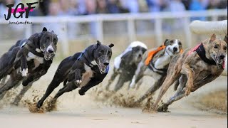 Greyhound dog racing  Track race 480m [upl. by Adamski]