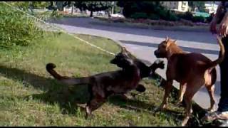 Panther vs Pitbull [upl. by Kelcey]