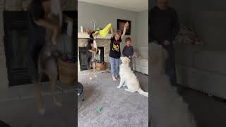 Doggie Duel The Great Wash Cloth Battle goldenretrieverfun [upl. by Edasalof]