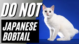 7 Reasons You Should NOT Get a Japanese Bobtail Cat [upl. by Assilram]