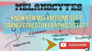 MELANOCYTES  STRUCTURE AND FUNCTION [upl. by Natan]