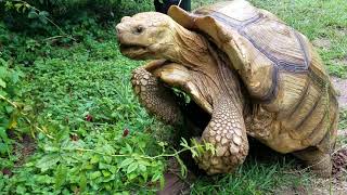 Tortoise mating sounds [upl. by Oys669]