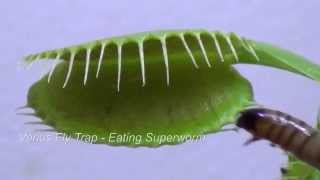 Venus Fly Trap Eating Insects [upl. by Yendic268]