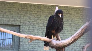 Falklandcaracaras in ZOO Antwerpen  Striated caracaras at ZOO Antwerpen [upl. by Aicala]