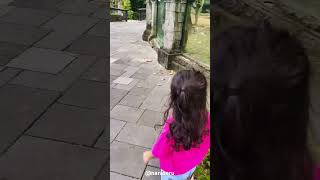 Kura Kura di Bali Zoo shorts shortvideo balizoo bali [upl. by Linders]