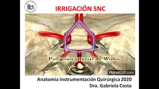 Neuroanatomía Irrigación SNC Polígono de Willis [upl. by Nairod]