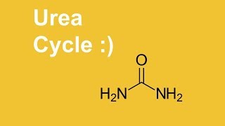 Urea Cycle  easy learning [upl. by Namielus99]