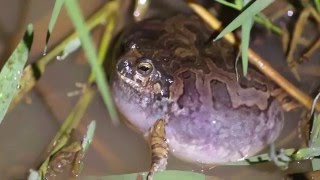 Physalaemus marmoratus vocalizando [upl. by Asquith]