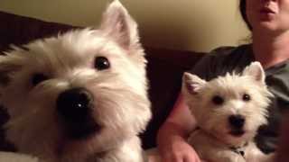 Westie dogs howl [upl. by Ayotan]