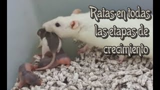 RATAS  Las crías de las ratas 2a parte [upl. by Junno345]