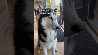 He had plausible deniability right up until the burp 🐺🤔🤨😅 siberianderpskies husky huskies [upl. by Rocca]