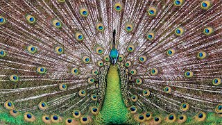 Green peafowl Pavo muticus sound call and song [upl. by Ojyma293]