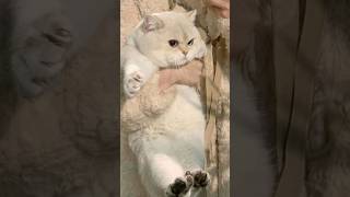 Houle Houle ho jayega pyar valiye cute cat hindi song 🎵 [upl. by Addi807]