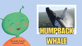 Meet the Humpback Whales  Arctic Ocean Animals  Animated Series  Stories for Kids [upl. by Ahsuat133]