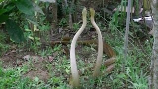 Scary Dancing Snakes  Experience Sri Lanka [upl. by Hewett196]