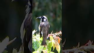 A New Holland Honeyeater perched on a branch meticulously grooming itself [upl. by Noirb]