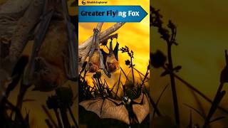 Greater Flying Fox  सबसे बड़ी उड़ने वाली लोमड़ी flyingfox wildlife india shorts [upl. by Nosaes847]