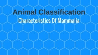 Characteristics Of Mammalia [upl. by Akirehs]