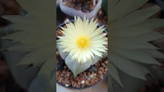 Astrophytum quadricostatum [upl. by Lemrej]