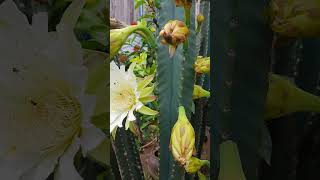 Cereus peruvianus Haw CACTACEAE ដើមដំបងយក្ស nature peperomiaplant peperomiapropagation [upl. by Esele877]