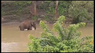 Elephant and baby elephant having fun at kabini forest forestelephant [upl. by Li]