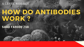 IMMUNITY  How do antibodies work  Antibodies  Immunoglobulins  Alevel Biology [upl. by Seymour]