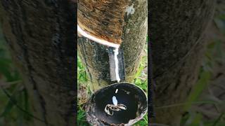 Best awesome rubber tree tapping skill video  rubber satisfying shorts cuttingskills [upl. by Terrye136]